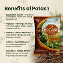 POTASH